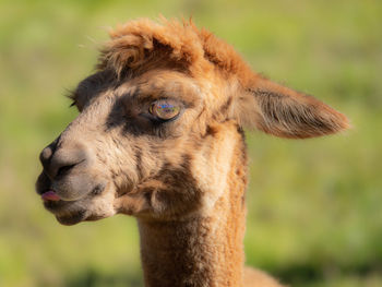 Close-up of alpaca head  looking at you