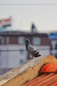 Close-up of bird perching on roof