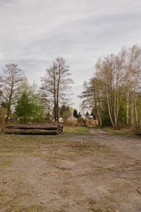 Bare trees in park