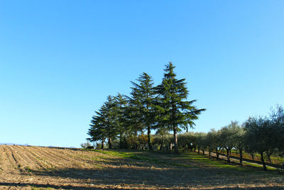 Trees on field against clear blue sky