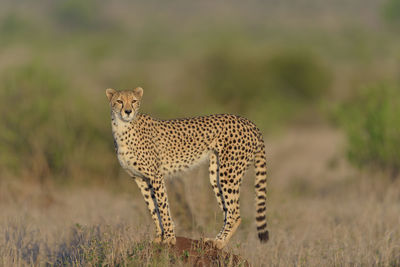 View of a cat on field