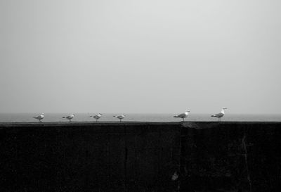 Low angle view of birds perching on building against clear sky