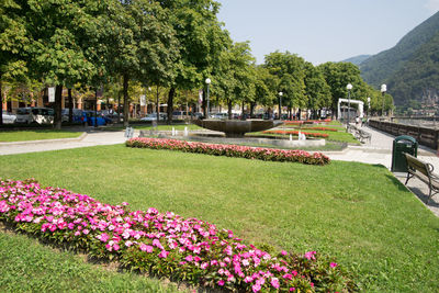 View of flowering plants in park