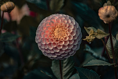 Close-up of flowering plant