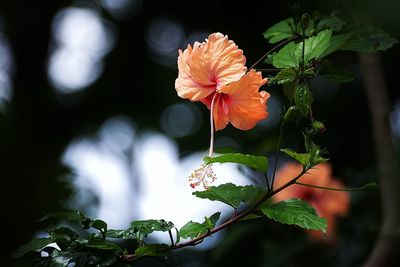 Close-up of flower plant