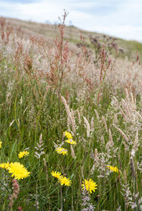 Close-up of yellow flowers growing in field