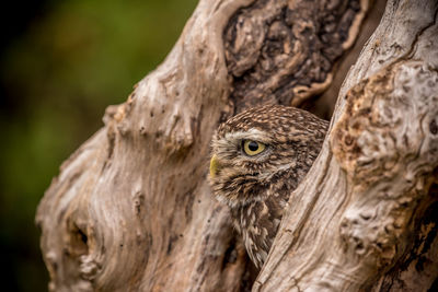 Close-up of bird perching on tree trunk