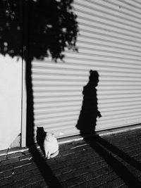 Shadow of people on footpath