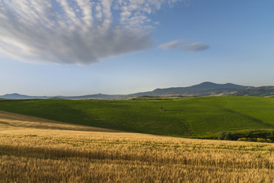 Scenic view of agricultural field against sky