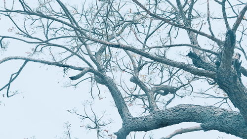 Low angle view of bare trees against sky