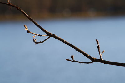 Low angle view of bird on branch against sky