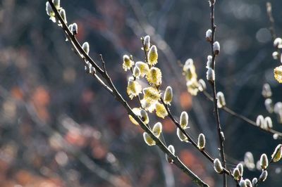 Close-up of flowering plant on branch