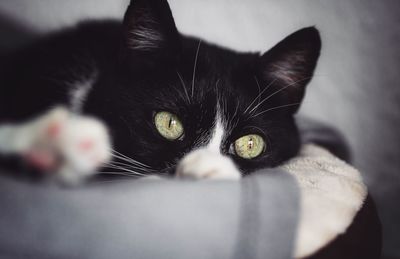 Close-up portrait of black cat