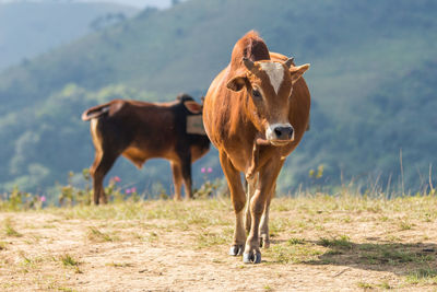 Horse standing in a field