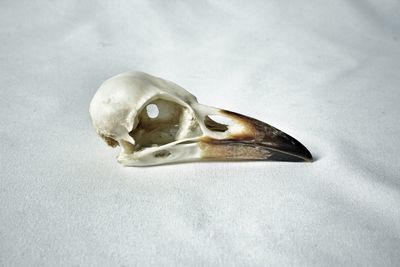 High angle view of fish