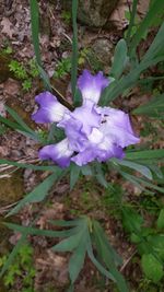 Close-up of purple crocus flowers