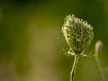 Close-up of flower bud