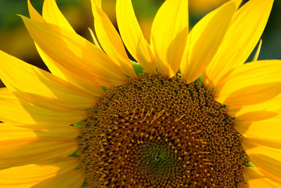 Close-up of yellow sunflower