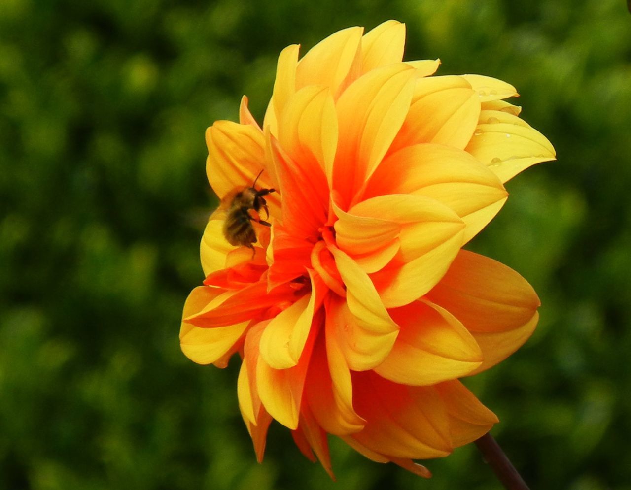 CLOSE-UP OF BEE POLLINATING ON YELLOW ROSE