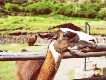 Close-up of a horse on field