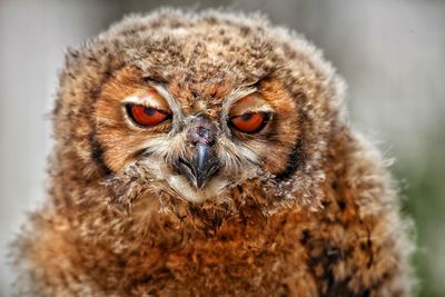 Close-up portrait of owl