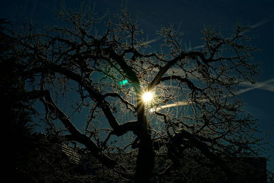 Low angle view of trees against sky