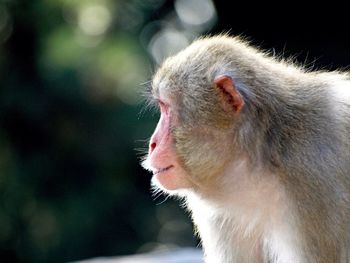 Close-up of an animal against blurred background