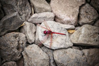 Close-up of insect on rock