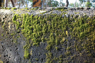 Close-up of lichen growing on tree trunk