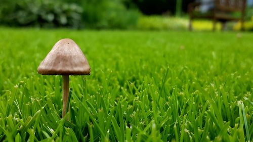 Mushroom growing on grassy field