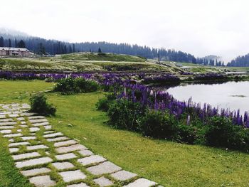 Scenic view of grassy field against sky