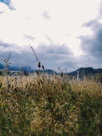 Plants growing on field