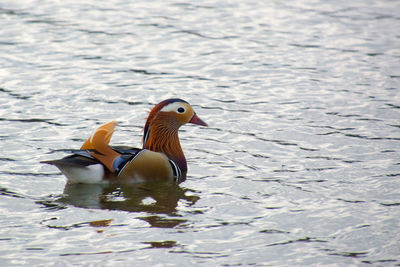 Close-up of duck swimming on lake