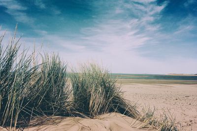 Grass growing on sand at beach against sky