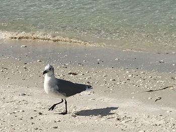 Seagulls on beach