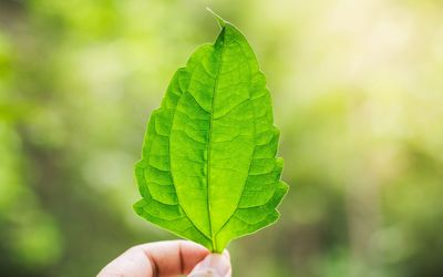 Close-up of cropped hand holding leaf