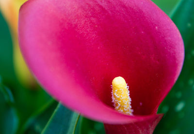 Close-up of pink flowers