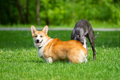 View of a dog lying on grass