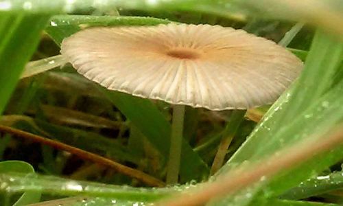 Close-up of mushrooms growing on tree trunk