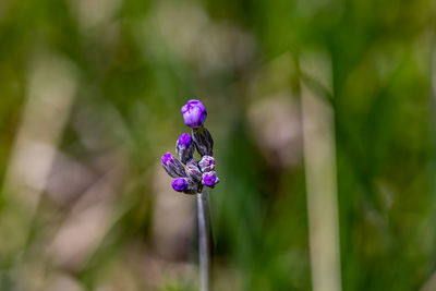 flowering plant