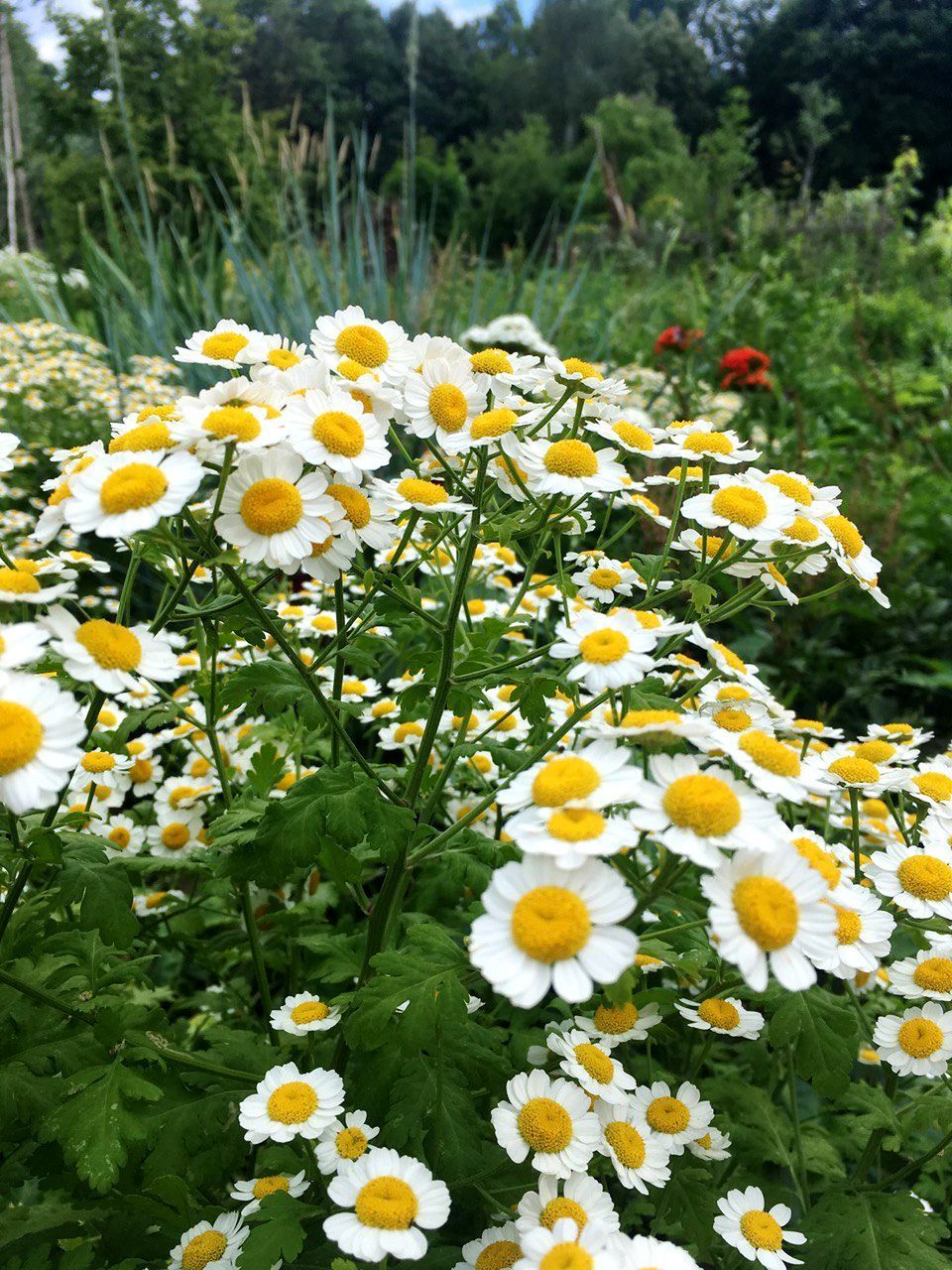 CLOSE-UP OF WHITE DAISIES