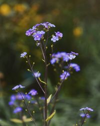 Close-up of purple flowers blooming outdoors