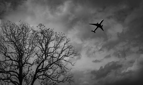 Low angle view of silhouette bird flying in sky