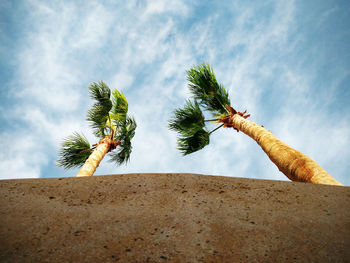 Low angle view of palm tree against sky