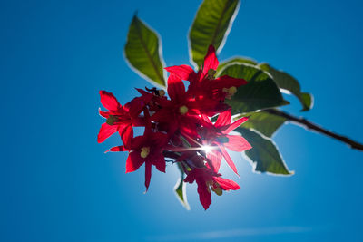 Close-up of red flowering plant