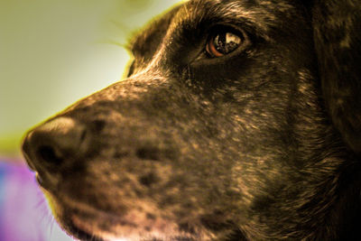 Close-up of dog looking away