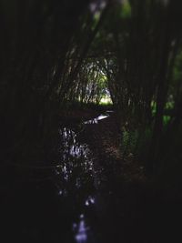 View of tree in forest