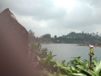 Close-up of plants by lake against sky