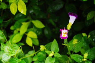 Close-up of pink flowering plant