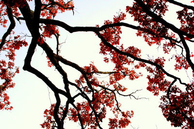 Low angle view of trees against clear sky